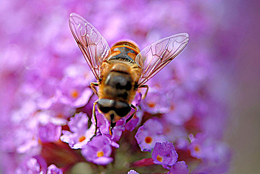 特写,蜜蜂,授粉,花