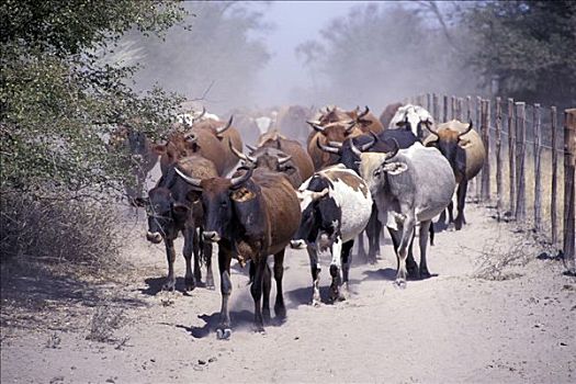畜群,三角洲,博茨瓦纳