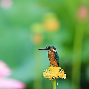 荷花池,翠鸟