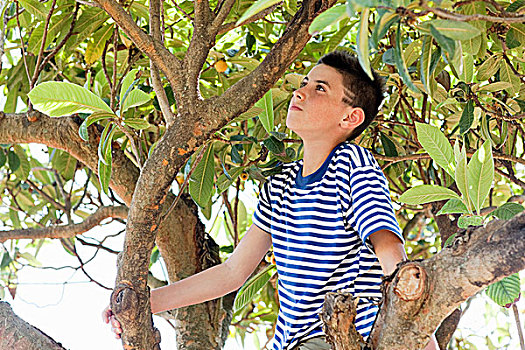 男孩,攀登,树