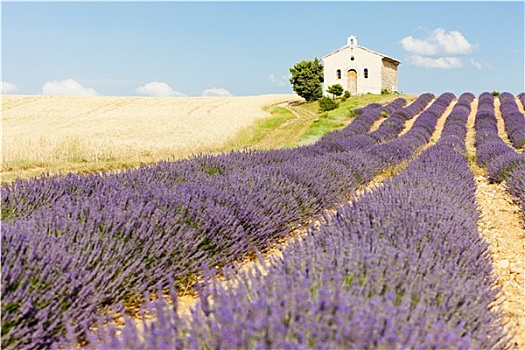 小教堂,薰衣草,庄稼地,瓦伦索高原,普罗旺斯,法国