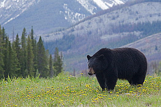 黑熊,美洲黑熊,蒲公英,西洋蒲公英,碧玉国家公园,艾伯塔省,加拿大