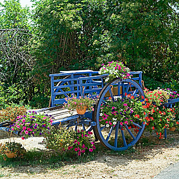 古老,蓝色,花,乡村,普罗旺斯,法国