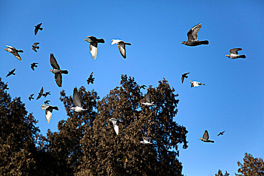 蓝天下飞翔的鸽子群