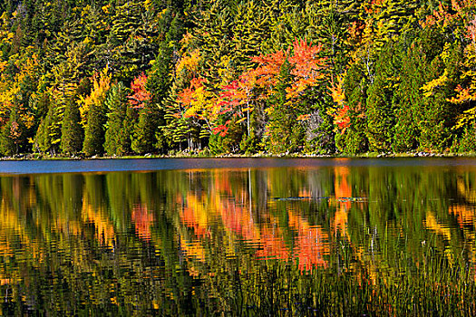 秋天,反射,泡泡,水塘,阿卡迪亚国家公园,缅因,美国
