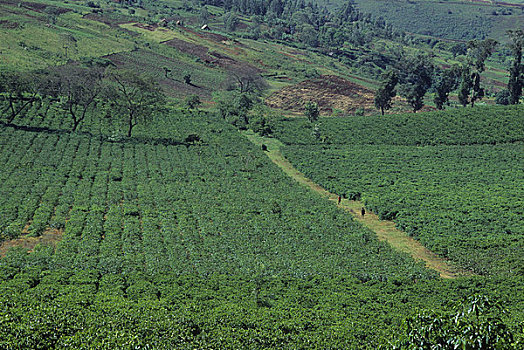 坦桑尼亚,靠近,阿鲁沙,咖啡种植园