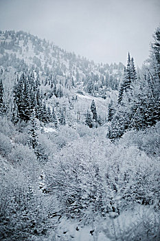 山,冬天,风景,松树,树林,雪中