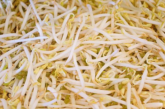 黄豆芽图片_黄豆芽图片大全_黄豆芽图片素材