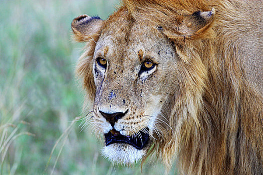 狮子,头部,鬃毛,特写,肖像,草地,大草原,马赛马拉,旅行队,肯尼亚,东非