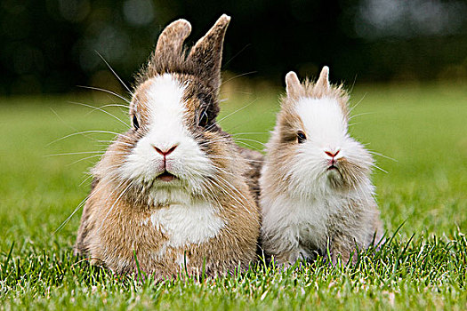 两个,兔子,坐,草