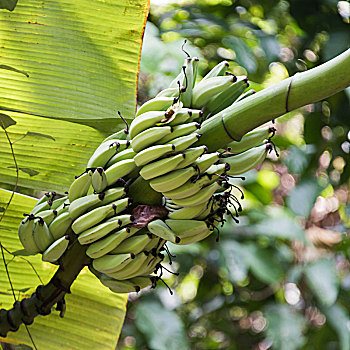 香蕉串,树上,苏梅岛,苏拉塔尼,省,泰国
