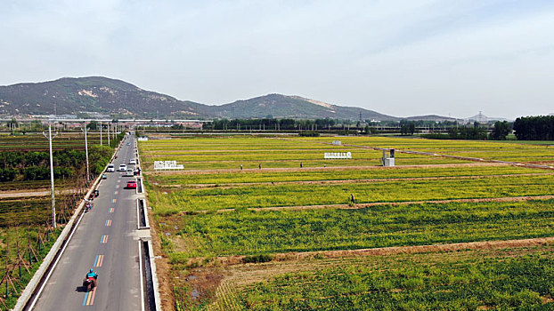 山东省日照市,五月的田野色彩斑斓,到处是丰收在望的景象