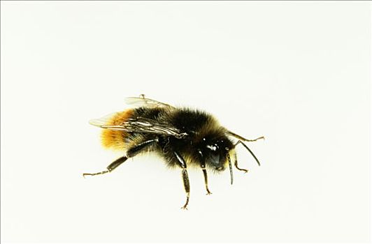 蜜蜂,特写