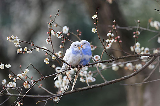 梅花树上的鹦鹉