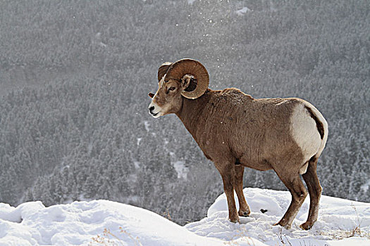 大角羊,冬天,冰川国家公园,蒙大拿