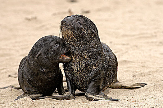 毛皮,海豹,两个,幼仔,海滩,克罗斯角,纳米比亚,非洲