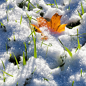 草,橙色,枫叶,遮盖,第一,雪