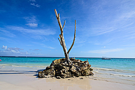 孤单,树,石头,海滩,蓬塔卡纳,多米尼加共和国