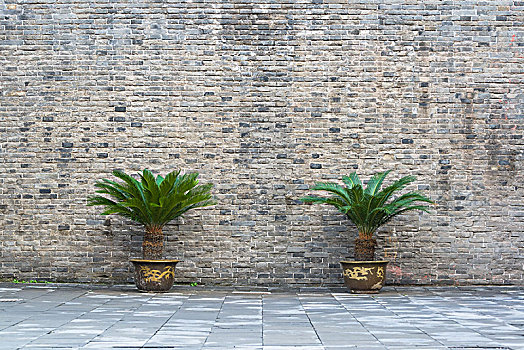 故宫城墙下的两棵盆栽