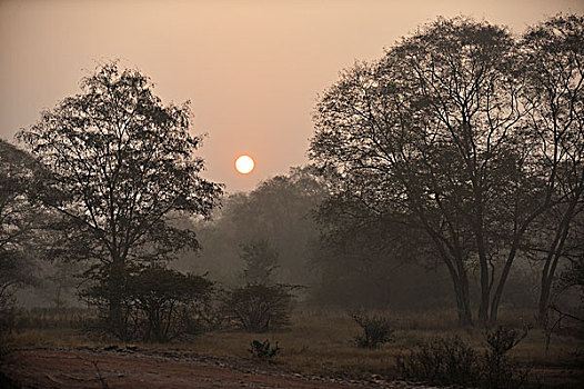 丛林,国家,公园,日出,拉贾斯坦邦,印度,亚洲