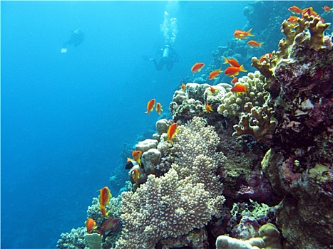 珊瑚礁,潜水,异域风情,鱼,仰视,热带,海洋,蓝色背景,水,背景
