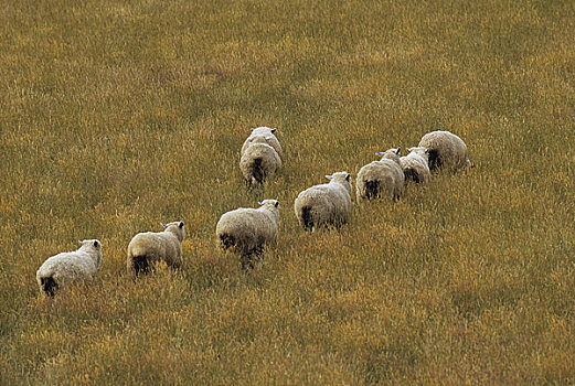 新西兰,南岛,靠近,湿地,绵羊
