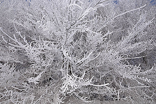 新疆伊犁赛里木湖果子沟冬日雪景
