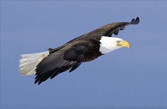 白头鹰,飞行,肯奈半岛,阿拉斯加,冬天