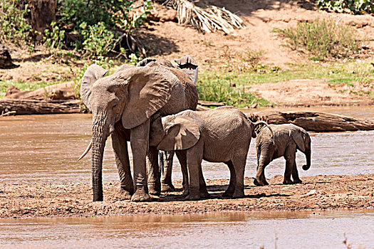 非洲象,河,萨布鲁国家公园,肯尼亚,非洲
