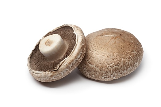 波多白洛大蘑菇,蘑菇