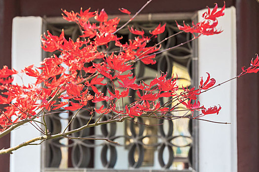 深秋时节中式园林建筑前红色枫叶