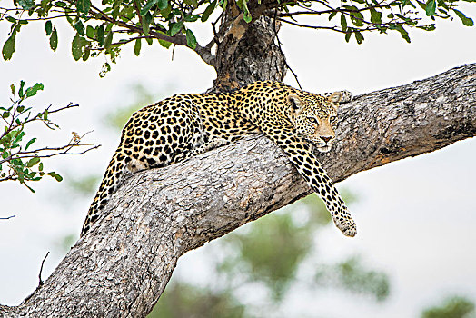 豹,卧,放松,树,看,室外,萨维提,乔贝国家公园,乔贝,地区,博茨瓦纳,非洲
