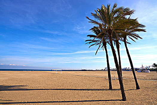 瓦伦西亚,海滩,竞技场,棕榈树,西班牙
