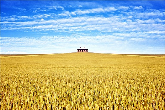 老,房子,地点,小麦