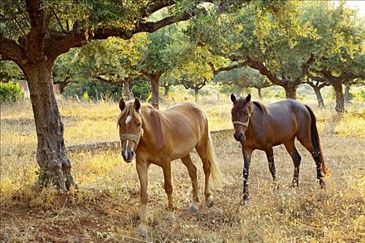 马,下方,橄榄树,伯罗奔尼撒半岛,希腊