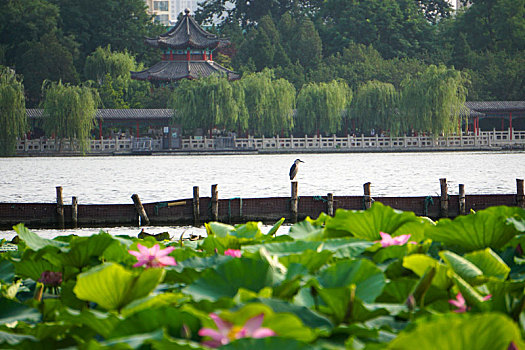 济南大明湖荷花