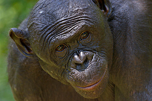 倭黑猩猩,头像,保护区,金沙萨,刚果