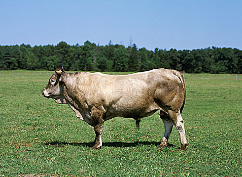 xm15610331种公牛图片图片