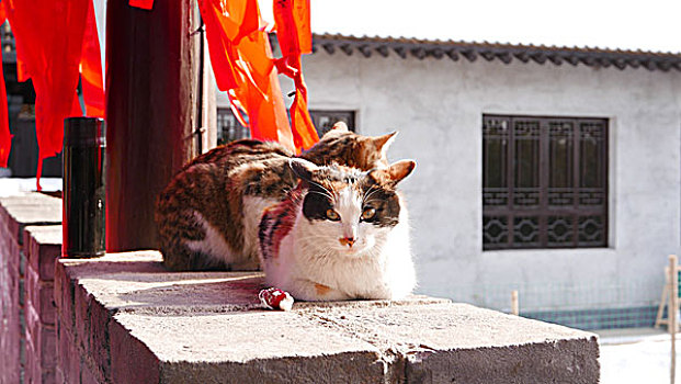 古观音禅寺里的猫