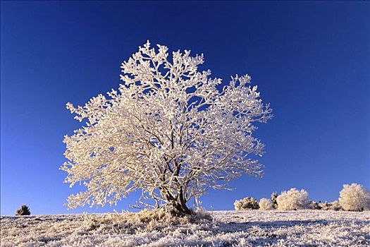 树,冬天,巴伐利亚,德国