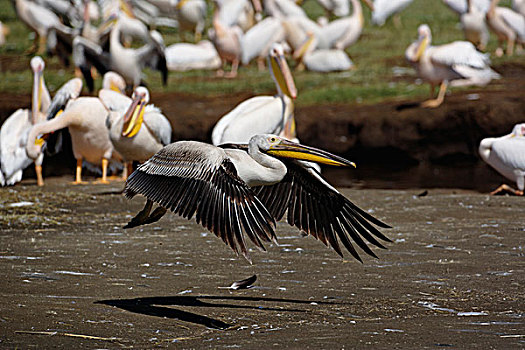 白鹈鹕,飞行,纳库鲁湖国家公园,肯尼亚