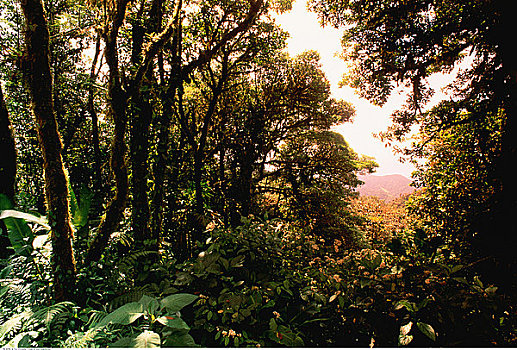 雨林,哥斯达黎加