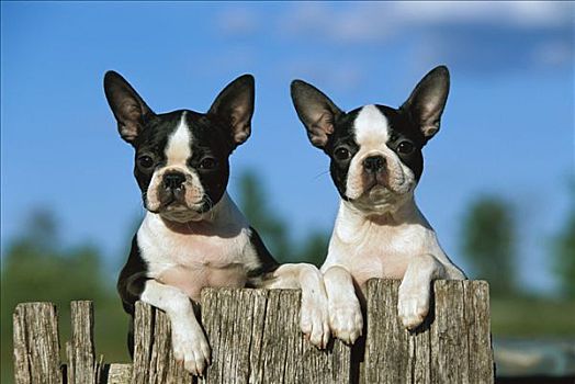 波士顿犬,狗,两个,小狗,上方,栅栏
