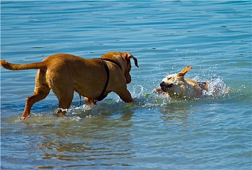 狗,玩,水