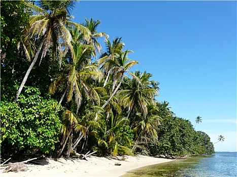 椰树,树,海滩