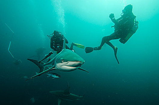 海洋,鲨鱼,长鳍真鲨,桶,南非