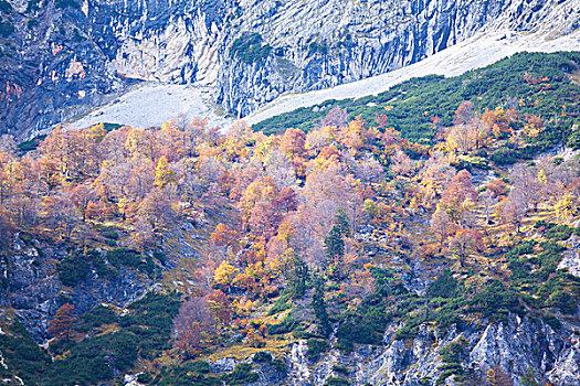 秋天,山地,树林,贝希特斯加登阿尔卑斯山,德国
