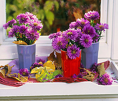 紫色,紫苑属,广口容器,白色背景,托盘,窗户