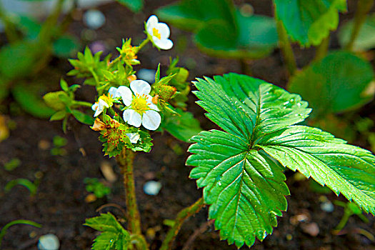 草莓植物,花