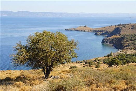 孤树,岩石海岸,靠近,莱斯博斯岛,岛屿,爱琴海,希腊,欧洲